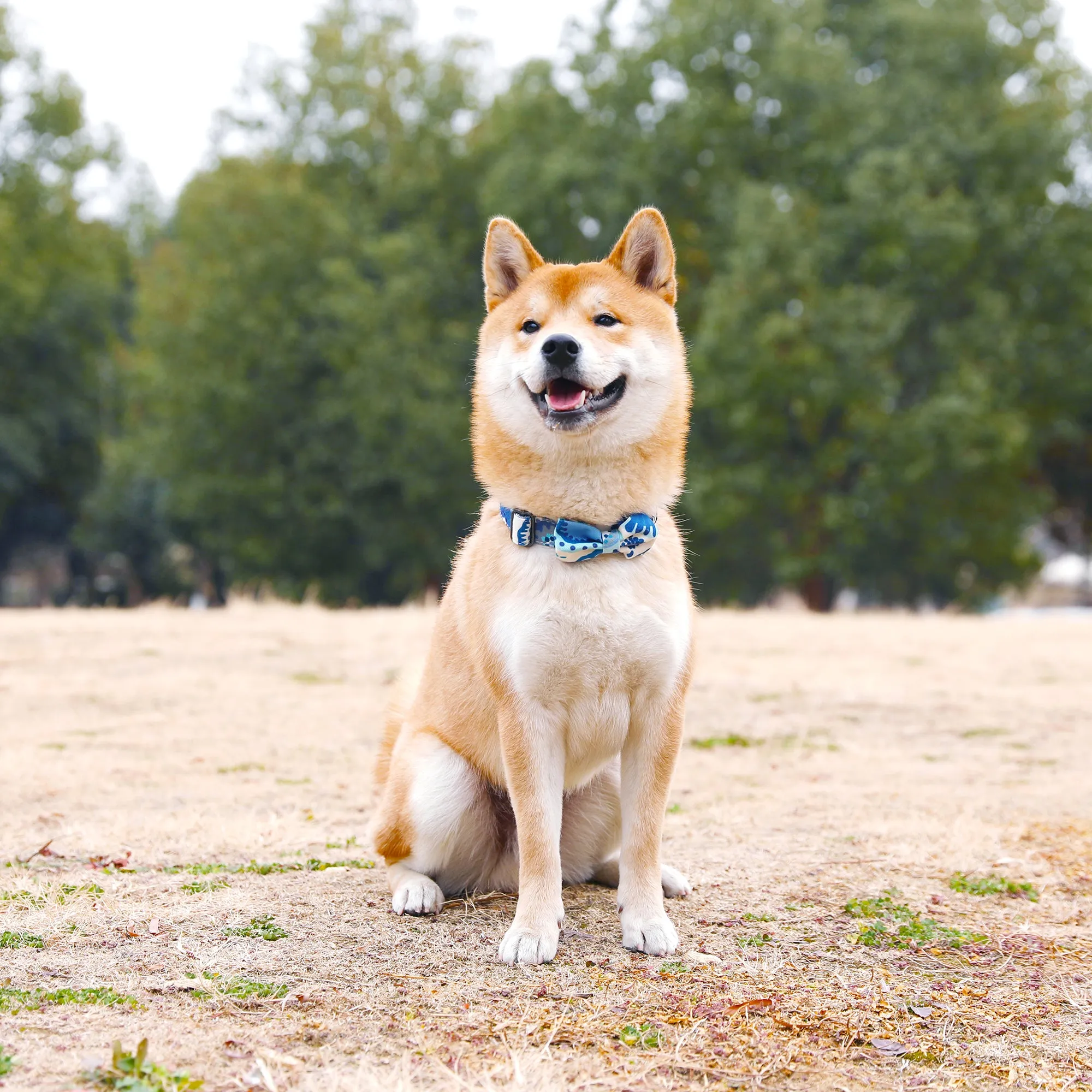 Blue Daisy Dog Collar with Bow Tie