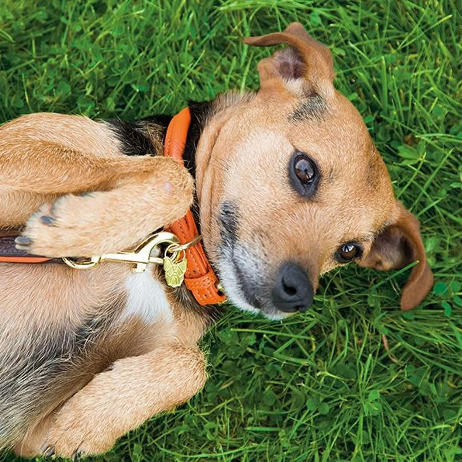 Digby & Fox Rolled Leather Dog Collar