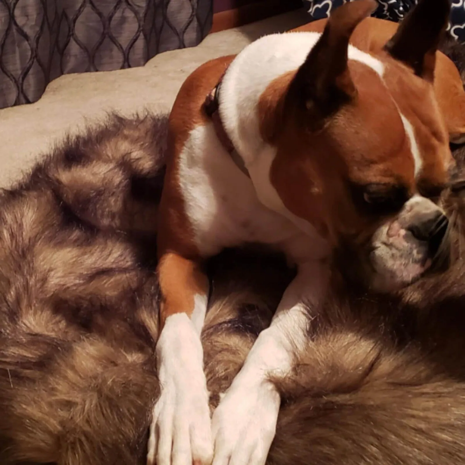 Laifug Faux Fur Dog Bed