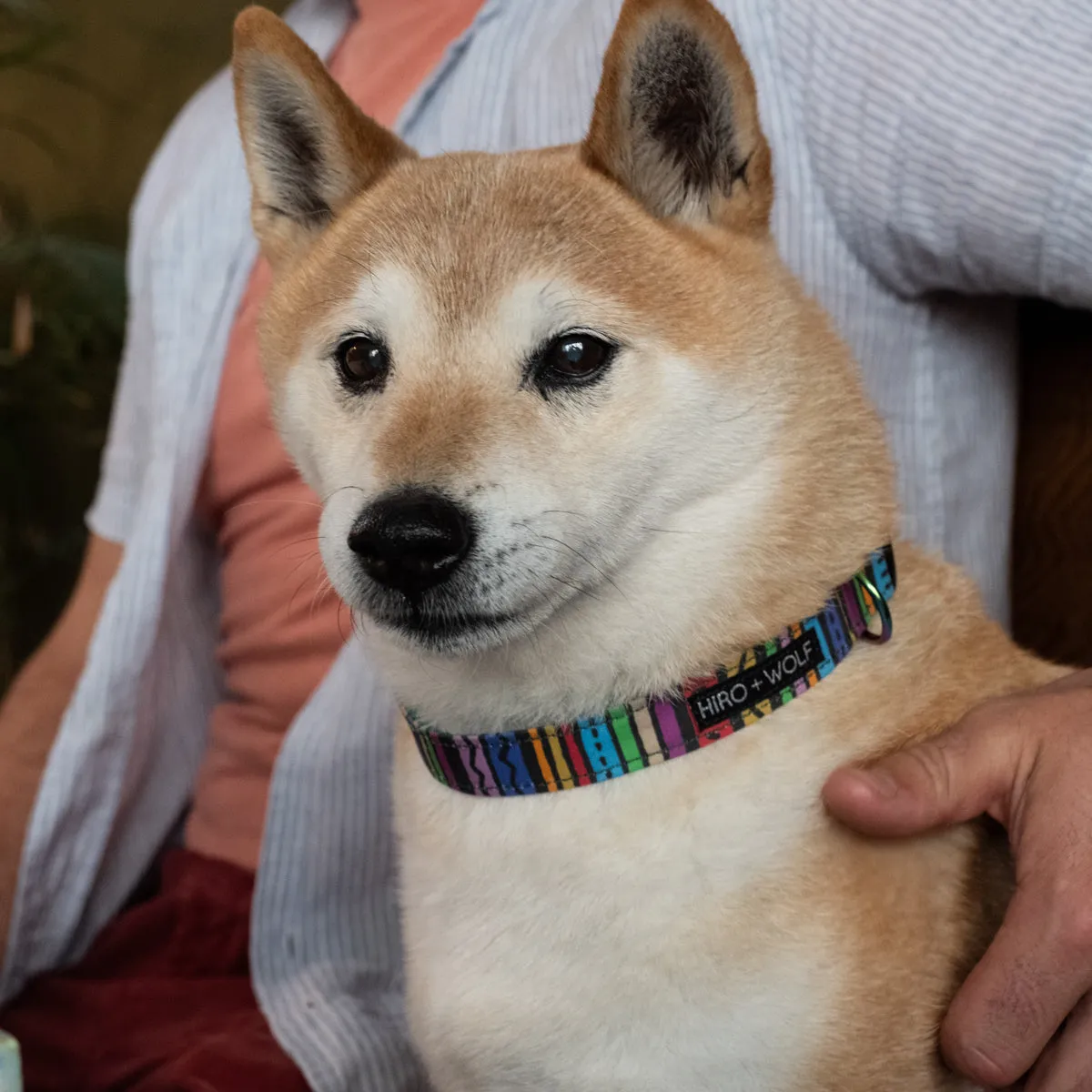 Rainbow Stripe Adjustable Dog Collar
