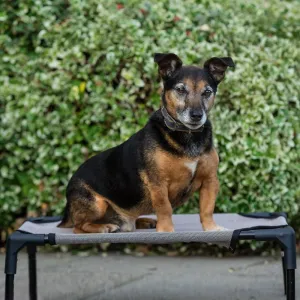 Rambo Raised Hammock Dog Bed